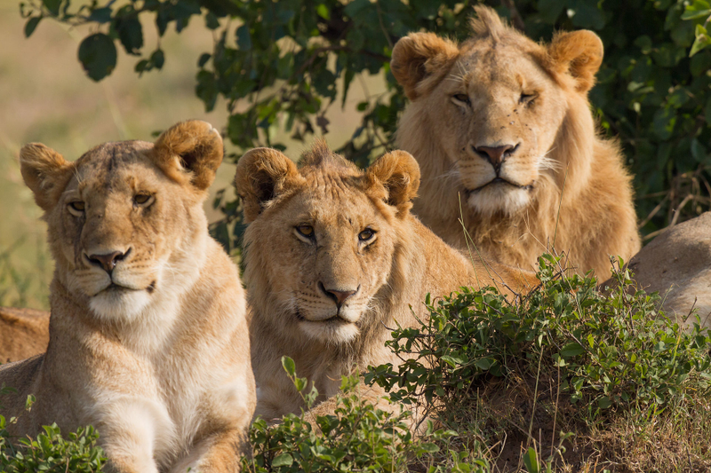 Los leones son un ejemplo típico de diformismo sexual. Foto: Wikipedia